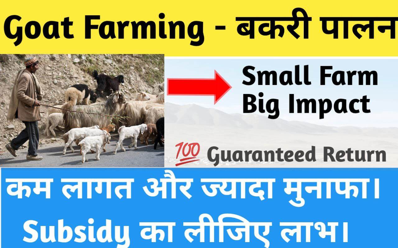 Goat Farming- बकरी पालन : कम लागत ज्यादा मुनाफा और गवर्नमेंट सब्सिडी का लाभ उठाएं।