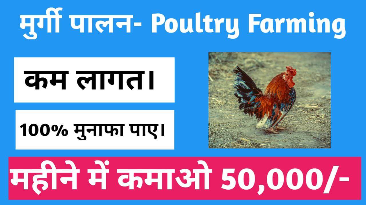POULTRY FARMING