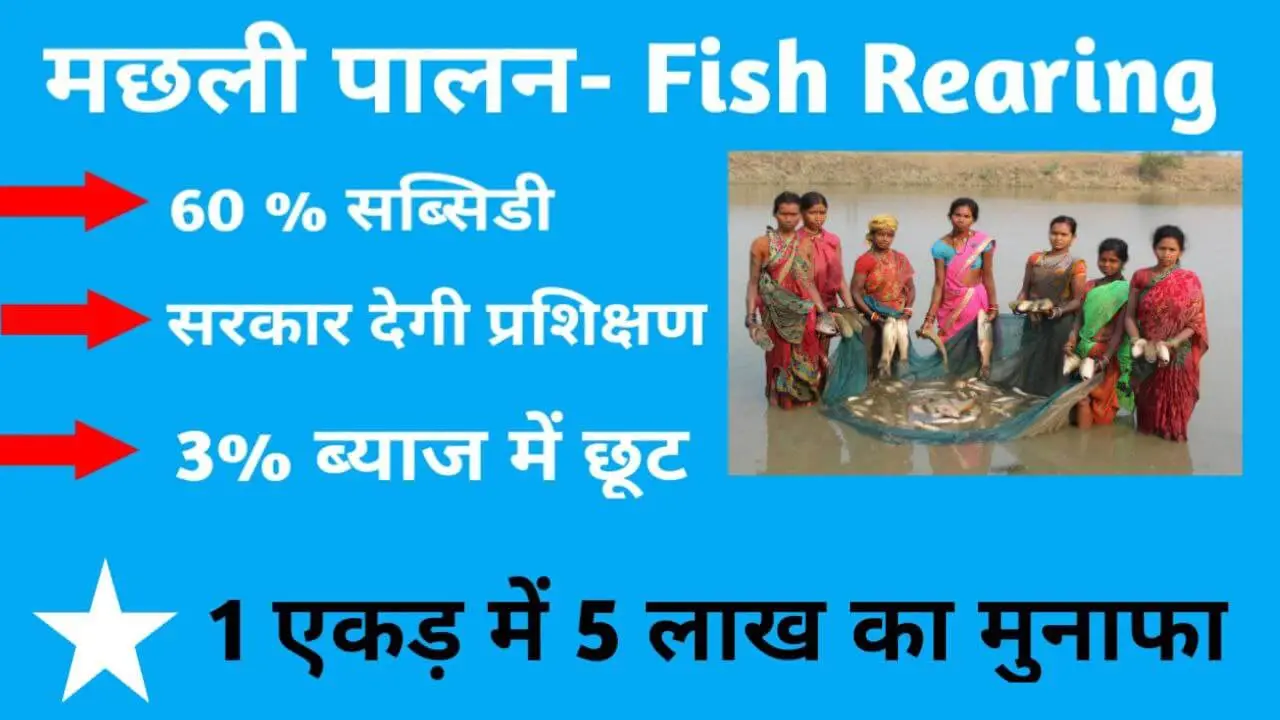 fish rearing